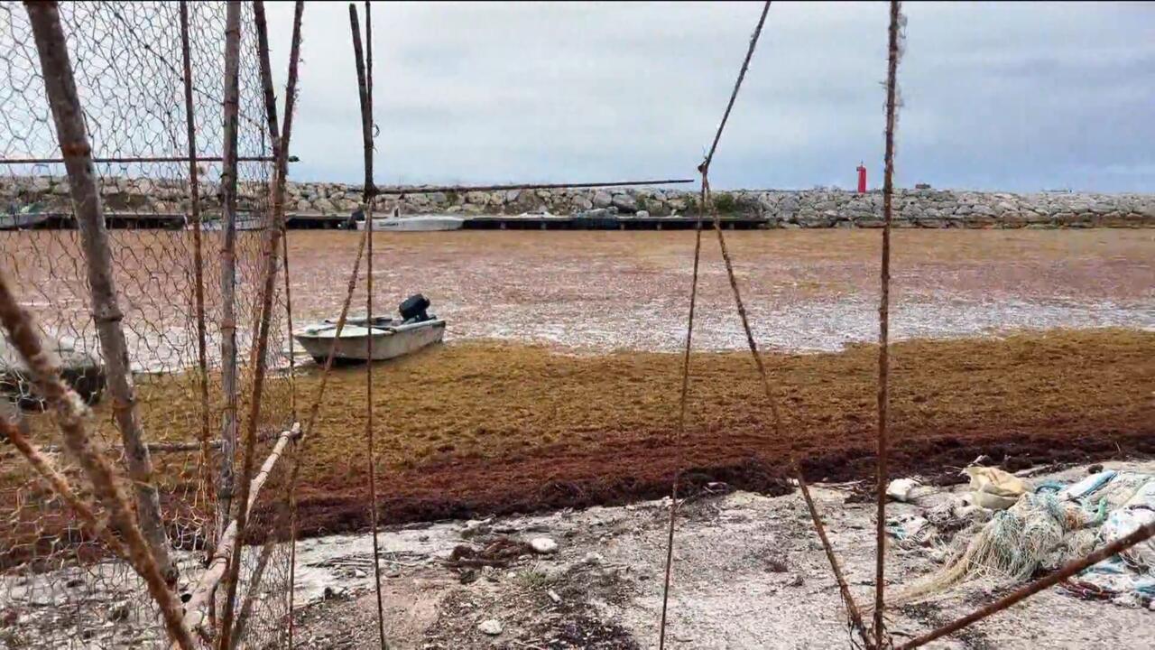 Aux Caraïbes, les sargasses envahissent les plages et pèsent sur le quotidien des habitants Aux Caraïbes, les sargasses envahissent les plages et pèsent sur le quotidien des habitants