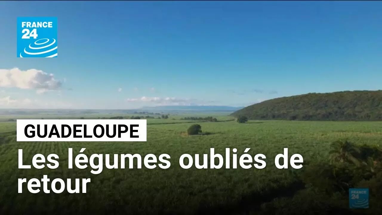 Guadeloupe : les légumes rares locaux de retour sur les marchés Guadeloupe : les légumes rares locaux de retour sur les marchés