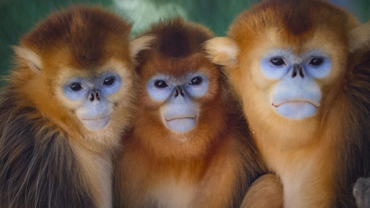 L’instant + : des singes dorés accueillis dans un zoo français pour préserver l’espèce en danger L’instant + : des singes dorés accueillis dans un zoo français pour préserver l’espèce en danger