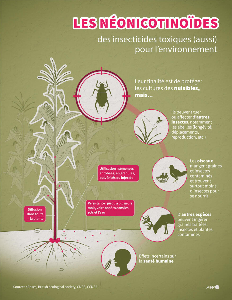 Pesticides : pourquoi le possible retour de l’acétamipride inquiète
